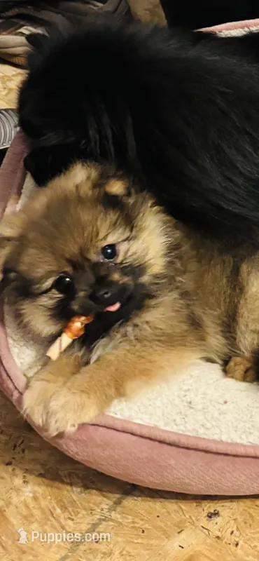 Miss Phat Girl – Pomeranian puppy for sale in Mount Vernon, IN