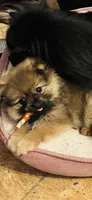 Miss Phat Girl, a female Pomeranian for sale in Mount Vernon, IN – 1 of 8
