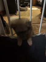 Miss Phat Girl, a female Pomeranian for sale in Mount Vernon, IN – 6 of 8