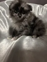 Sir mix alot, a male Pomeranian for sale in Mount Vernon, IN – 3 of 7
