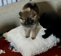 Miss Phat Girl, a female Pomeranian for sale in Mount Vernon, IN – 3 of 8