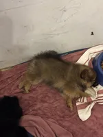 Miss Phat Girl, a female Pomeranian for sale in Mount Vernon, IN – 4 of 8