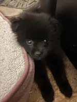 Biggie Smalls, a male Pomeranian for sale in Mount Vernon, IN – 4 of 10