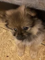 Miss Phat Girl, a female Pomeranian for sale in Mount Vernon, IN – 2 of 8