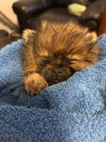 Miss Phat Girl, a female Pomeranian for sale in Mount Vernon, IN – 5 of 8
