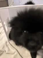 Biggie Smalls, a male Pomeranian for sale in Mount Vernon, IN – 8 of 10