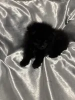 Biggie Smalls, a male Pomeranian for sale in Mount Vernon, IN – 2 of 10