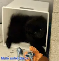 Biggie Smalls, a male Pomeranian for sale in Mount Vernon, IN – 3 of 10