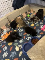 Biggie Smalls, a male Pomeranian for sale in Mount Vernon, IN – 6 of 10