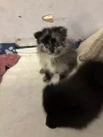 Sir mix alot, a male Pomeranian for sale in Mount Vernon, IN – 2 of 7