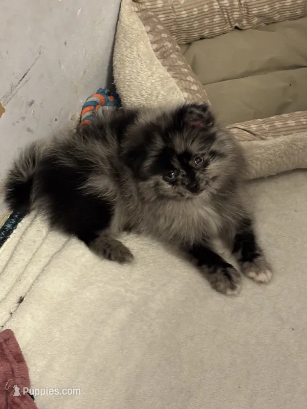 Sir mix alot – Pomeranian puppy for sale in Mount Vernon, IN