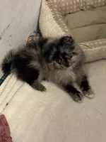 Sir mix alot, a male Pomeranian for sale in Mount Vernon, IN – 1 of 7
