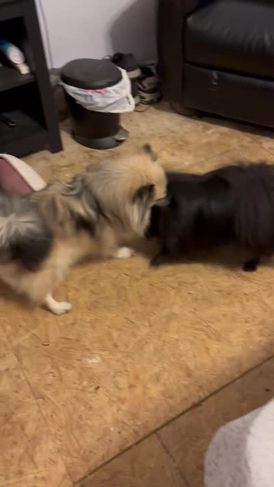 Biggie Smalls, a male Pomeranian for sale in Mount Vernon, IN – 10 of 10