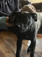 Nova , a female American Pit Bull Terrier and American Mastiff for sale in Battle Creek, MI – Photo 2 of 3