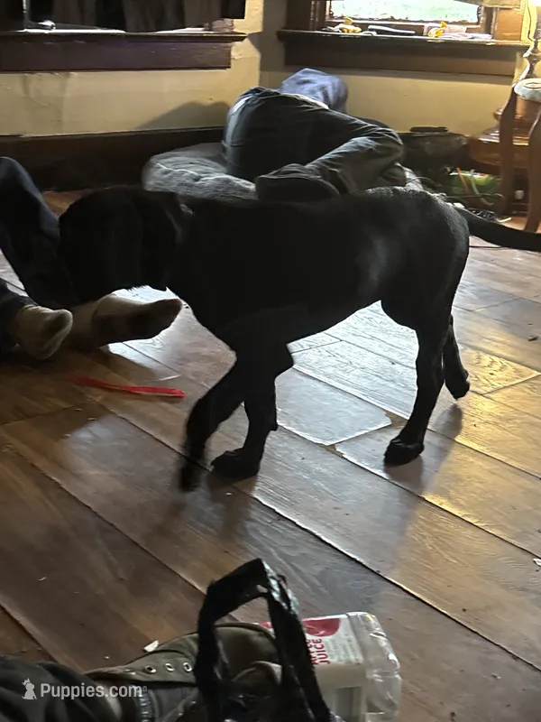 Nova  – American Pit Bull Terrier, American Mastiff puppy for sale in Battle Creek, MI