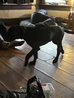 Nova , a female American Pit Bull Terrier and American Mastiff for sale in Battle Creek, MI – Photo 1 of 3