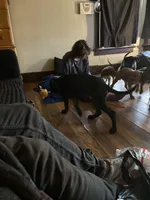 Nova , a female American Pit Bull Terrier and American Mastiff for sale in Battle Creek, MI – Photo 3 of 3