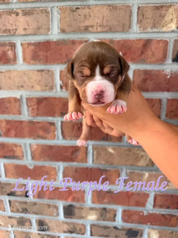 Purple Collar TriColor Bully Female – American Bully puppy for sale in Myrtle Beach, SC
