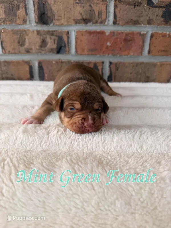 Mint Green Collar  – American Bully puppy on hold in Myrtle Beach, SC
