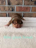 Mint Green Collar , a female American Bully for sale in Myrtle Beach, SC – 1 of 6