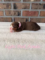 Light Pink Collar Female, a female American Bully for sale in Myrtle Beach, SC – 4 of 6