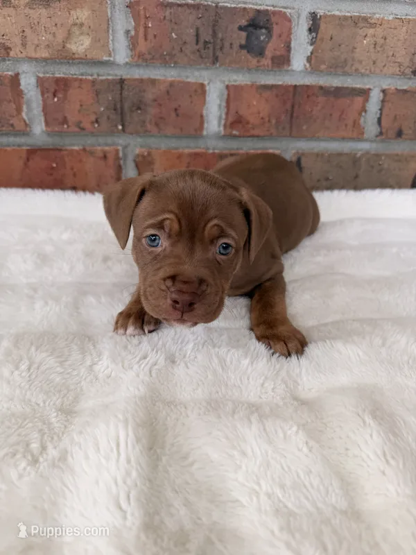White Collar TriColor Female – American Pit Bull Terrier puppy for sale in Myrtle Beach, SC
