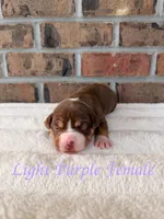 Purple Collar TriColor Bully Female, a female American Bully for sale in Myrtle Beach, SC – 2 of 6