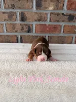 Light Pink Collar Female, a female American Bully for sale in Myrtle Beach, SC – 3 of 6