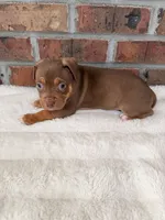 Blue Collar Male , a male American Pit Bull Terrier for sale in Myrtle Beach, SC – 5 of 10