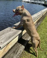 Purple Collar TriColor Female, a female American Pit Bull Terrier for sale in Myrtle Beach, SC – 8 of 8