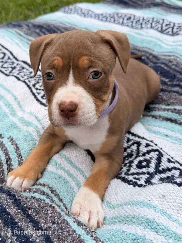 Purple Collar TriColor Female – American Pit Bull Terrier puppy for sale in Myrtle Beach, SC