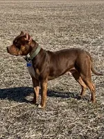 Blue Collar Male , a male American Pit Bull Terrier for sale in Myrtle Beach, SC – 10 of 10