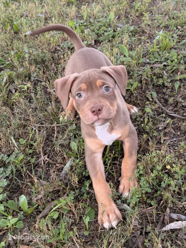 Blue Collar Male  – American Pit Bull Terrier puppy for sale in Myrtle Beach, SC