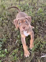 Blue Collar Male , a male American Pit Bull Terrier for sale in Myrtle Beach, SC – 1 of 10