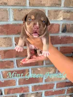 Mint Green Collar , a female American Bully for sale in Myrtle Beach, SC – 3 of 6