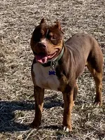 Blue Collar Male , a male American Pit Bull Terrier for sale in Myrtle Beach, SC – 9 of 10