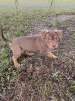 Blue Collar Male , a male American Pit Bull Terrier for sale in Myrtle Beach, SC – 2 of 10