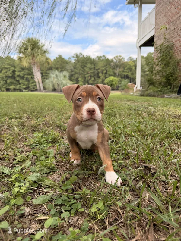 Purple Collar TriColor Female – American Pit Bull Terrier puppy for sale in Myrtle Beach, SC
