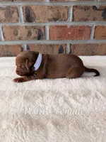 White Collar TriColor Bully Female, a female American Bully for sale in Myrtle Beach, SC – 2 of 5