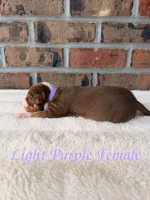 Purple Collar TriColor Bully Female, a female American Bully for sale in Myrtle Beach, SC – 3 of 6