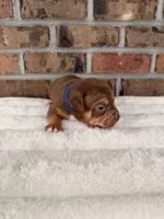 Blue Collar Male , a male American Pit Bull Terrier for sale in Myrtle Beach, SC – 6 of 10