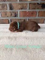 Mint Green Collar , a female American Bully for sale in Myrtle Beach, SC – 2 of 6