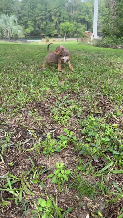 Chocolate Tri Male , a male American Pit Bull Terrier for sale in Myrtle Beach, SC – 8 of 8