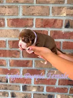 Purple Collar TriColor Bully Female, a female American Bully for sale in Myrtle Beach, SC – 4 of 6