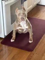 Mint Green Collar , a female American Bully for sale in Myrtle Beach, SC – 5 of 6