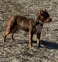 Purple Collar TriColor Bully Female, a female American Bully for sale in Myrtle Beach, SC – 6 of 6
