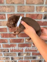 White Collar TriColor Bully Female, a female American Bully for sale in Myrtle Beach, SC – 3 of 5