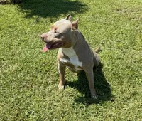 Purple Collar TriColor Female, a female American Pit Bull Terrier for sale in Myrtle Beach, SC – 7 of 8