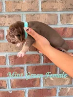 Mint Green Collar , a female American Bully for sale in Myrtle Beach, SC – 4 of 6