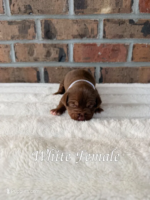 White Collar TriColor Bully Female – American Bully puppy for sale in Myrtle Beach, SC